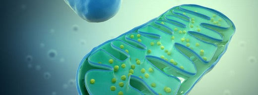 Mitochondrial Biogenesis - Why it's so important