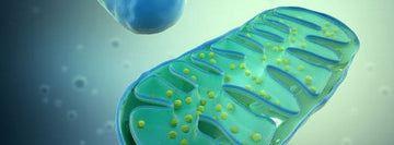 Mitochondrial Biogenesis - Why it's so important
